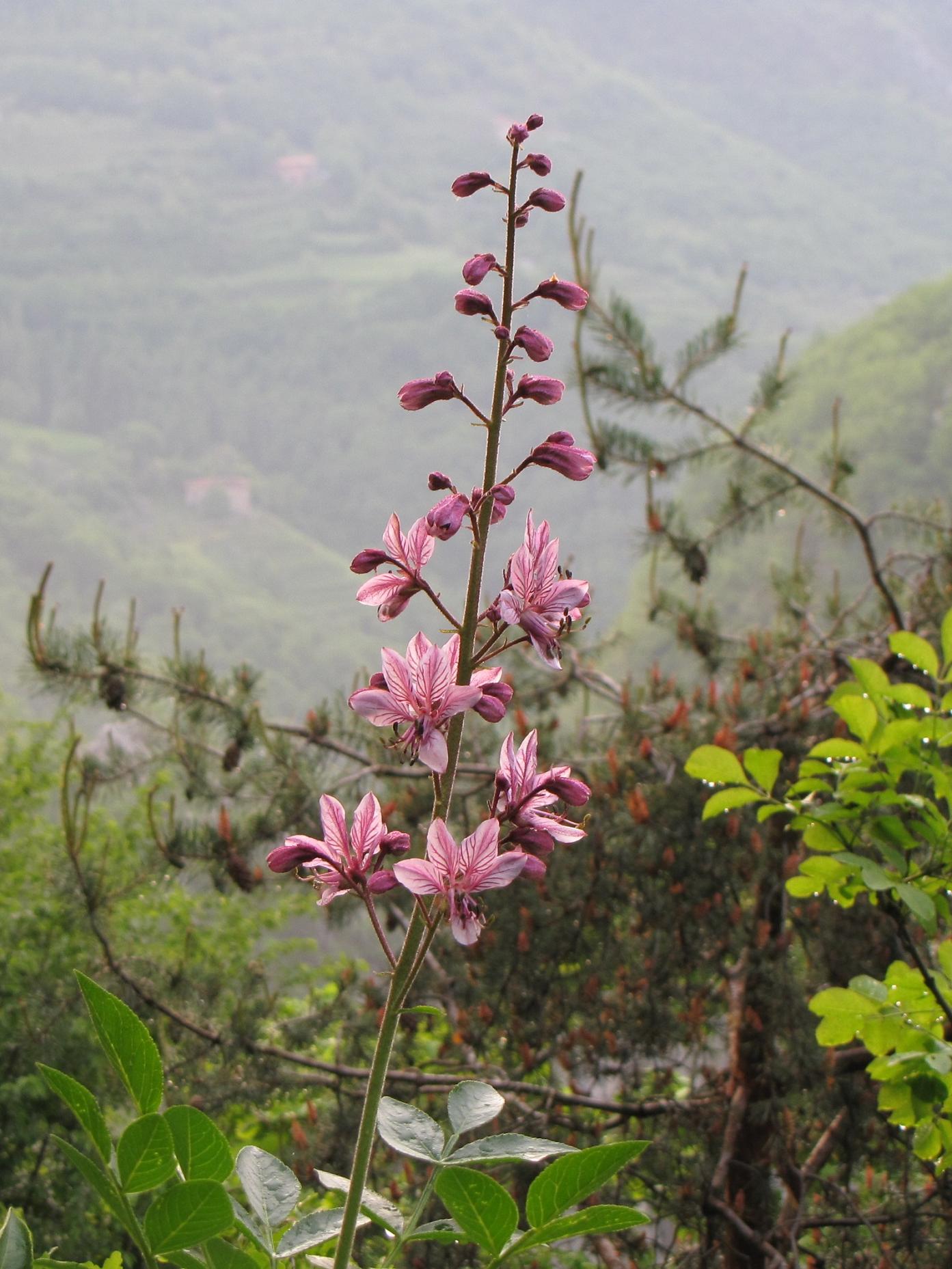 Le rupi fiorite del Garda